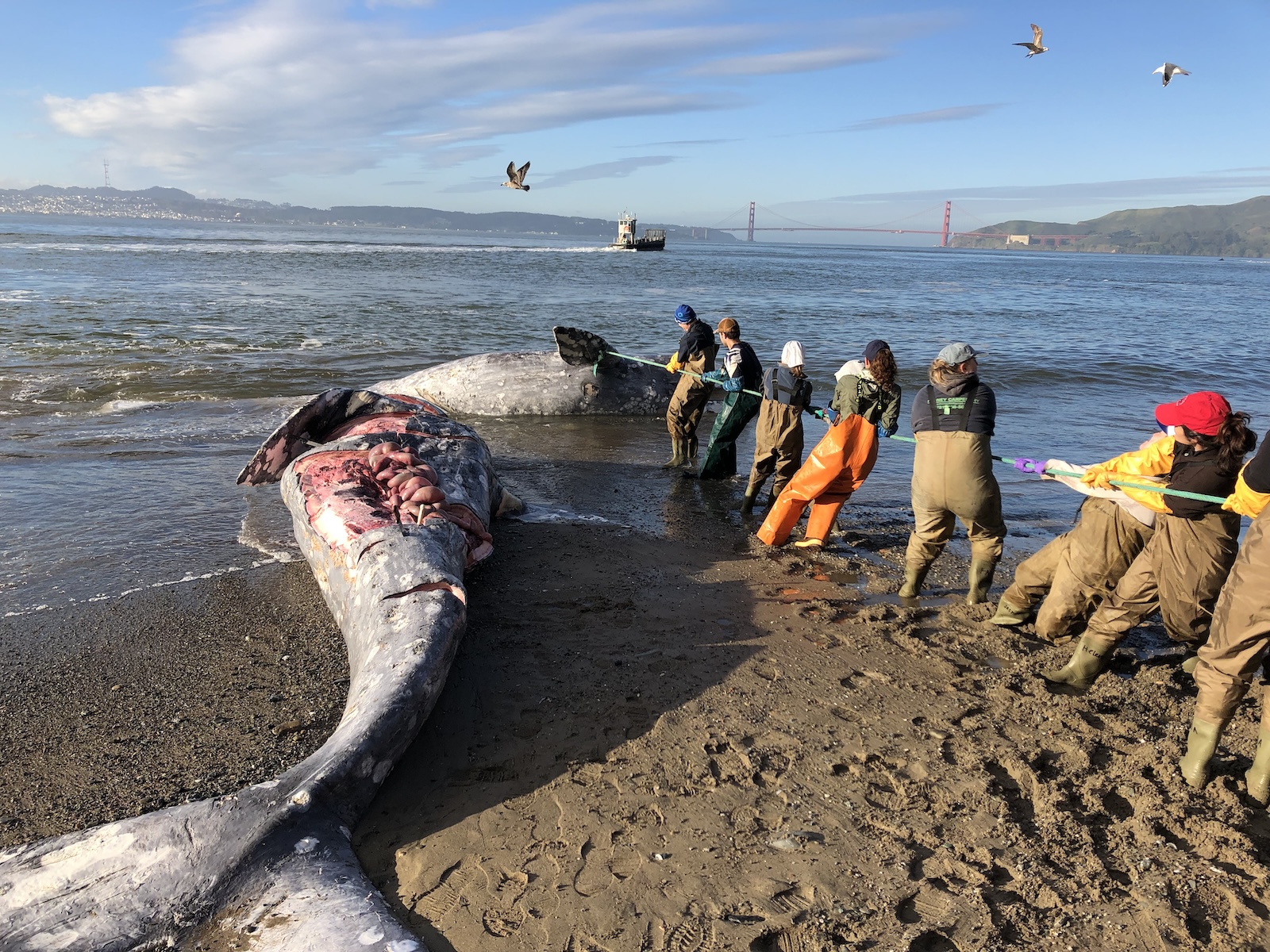 News: Gray whales are starving as the Arctic warms. Will the US protect them?