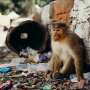 News: Invisible fertility crisis: Chemicals and climate change threaten reproduction across species