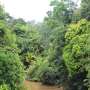 News: Carbon credits have enabled vital protection of tropical forests—despite being oversold 10-fold