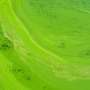 News: Nanopore method improves detection of cyanobacteria toxins in lake water