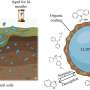 Air Quality News: Do aging microplastics increase environmental risks from organic contaminants? Study suggests less than expected