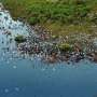 News: Easily overlooked small wetlands are a big source of global methane