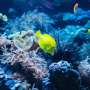 Air Quality News: Ocean warming above 1.5°C triggered year-round marine disruption across globe, study shows