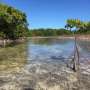 News: Global mangrove forests rebound, offering hopeful sign for climate and coastal resilience