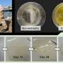 News: Algal blooms accelerate plastic weathering, potentially fueling microplastic formation