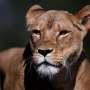 Air Quality News: Suspected heatstroke kills three lions at Japan zoo