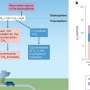 News: Managing hydrogen emissions is key to maximizing climate benefits as hydrogen use expands, say researchers