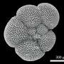 Air Quality News: Fossil plankton shells reveal reduced nitrogen fixation in warmer oceans 3 million years ago
