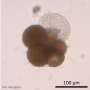 News: Tiny fossil shells hold two chemical signals that could skew past ocean temperatures