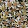 News: Warming may boost soil carbon storage in boreal Sphagnum peatlands, study finds