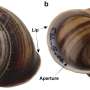 Air Quality News: Snail shells are surprise weather time capsules