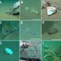 News: Deep ocean, familiar trash: Plastic waste found alongside possible new species