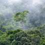 News: Tropical forests generate rainfall worth billions, study finds