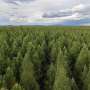News: Plants boost carbon uptake through water efficiency, not heat adaptation, global analysis reveals